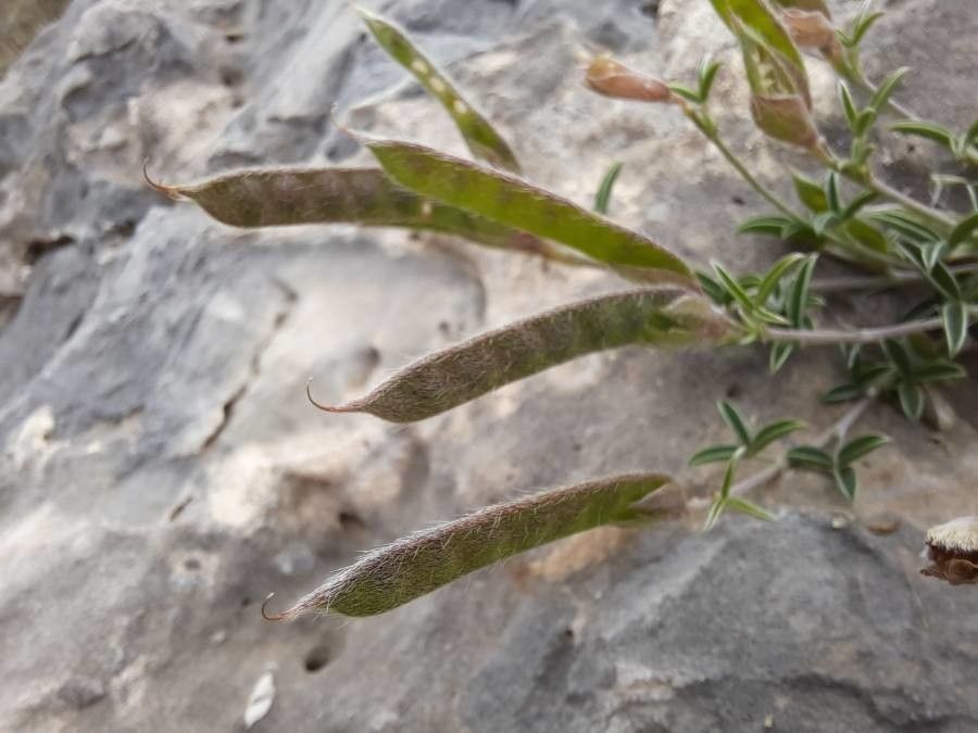 Argyrolobium zanonii fruit