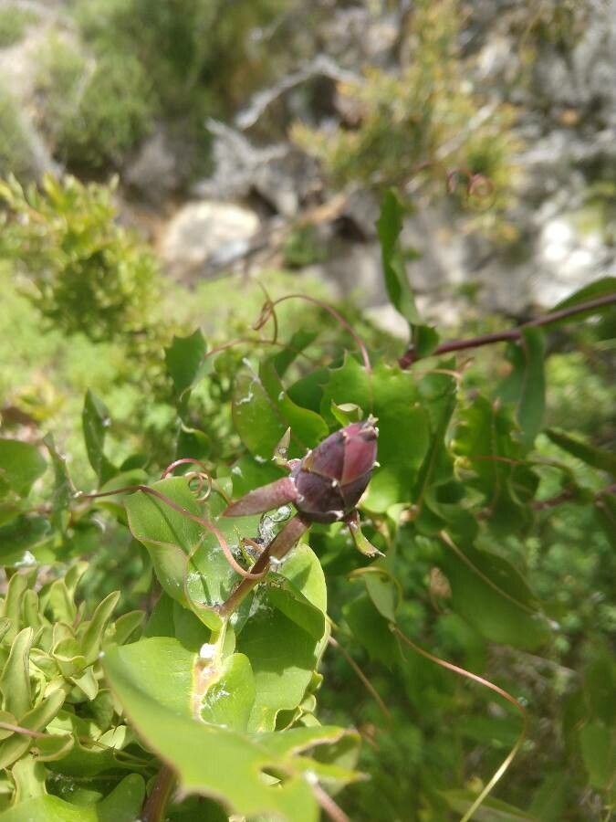 Mutisia spinosa fruit