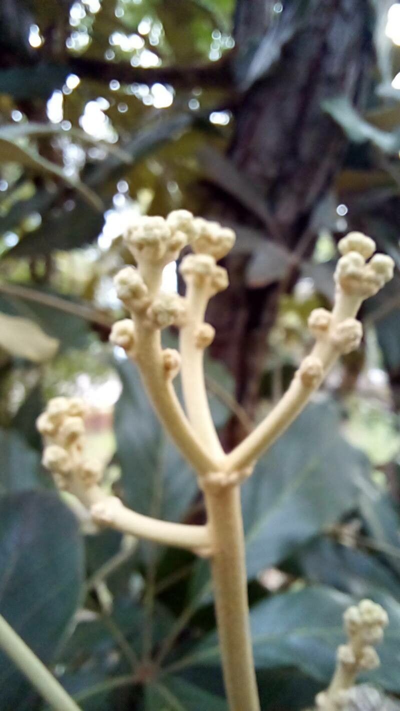 Didymopanax macrocarpus flower