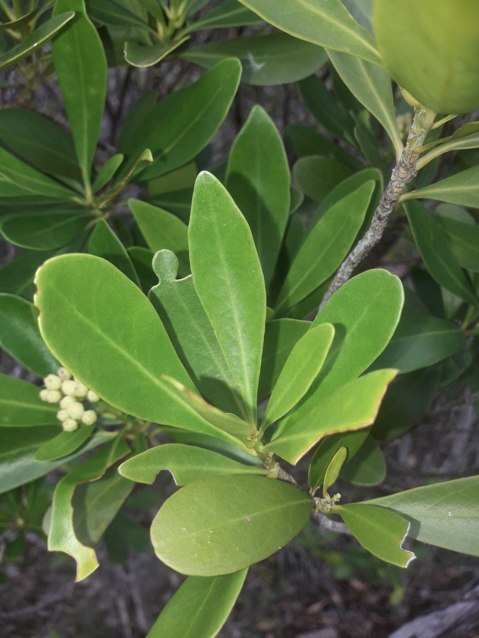 Scaevola erosa — search result for 'Scaevola'