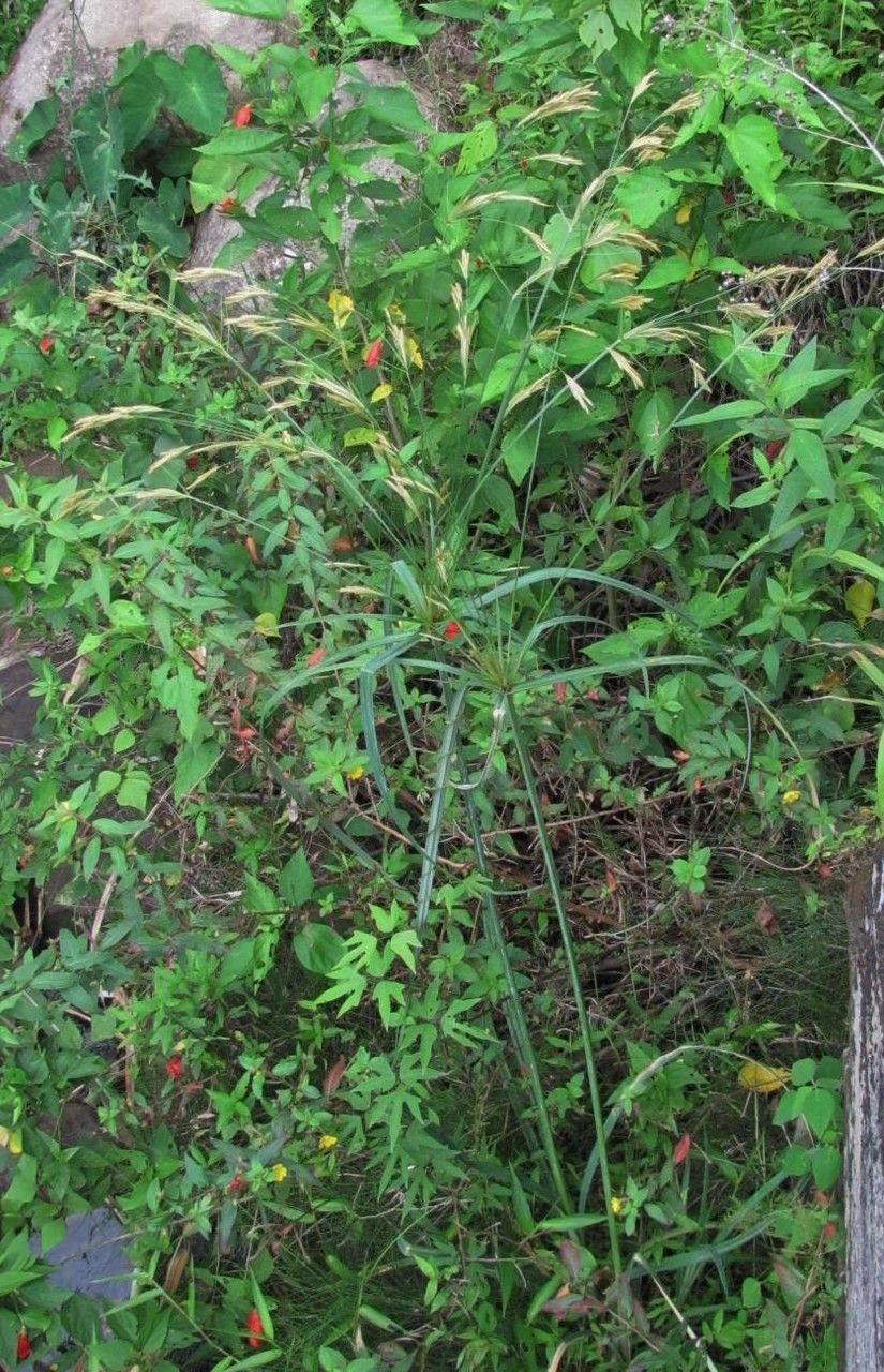 Cyperus prolixus habit