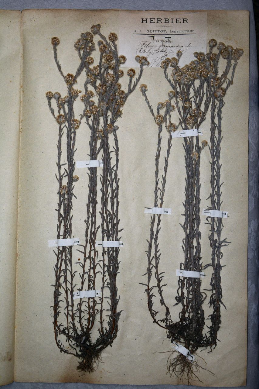 Filago lutescens other