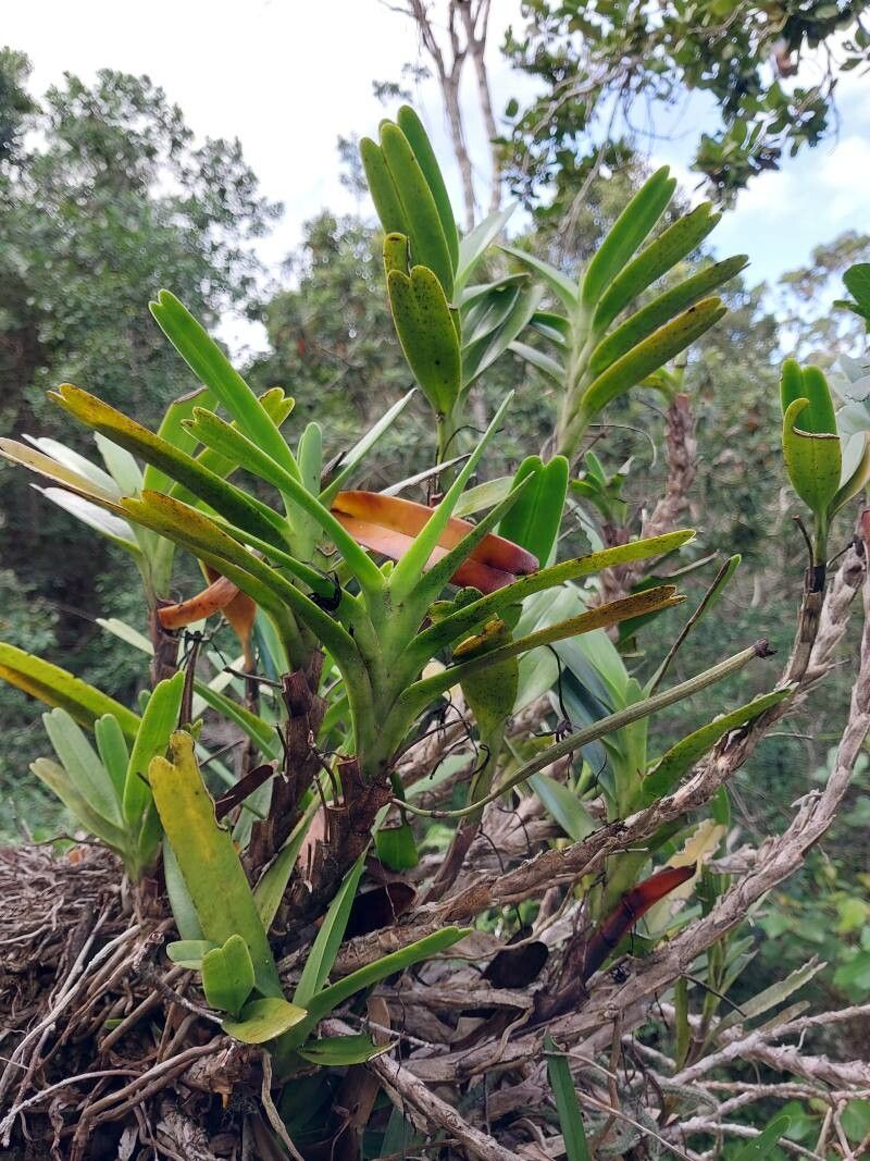 Jumellea confusa habit