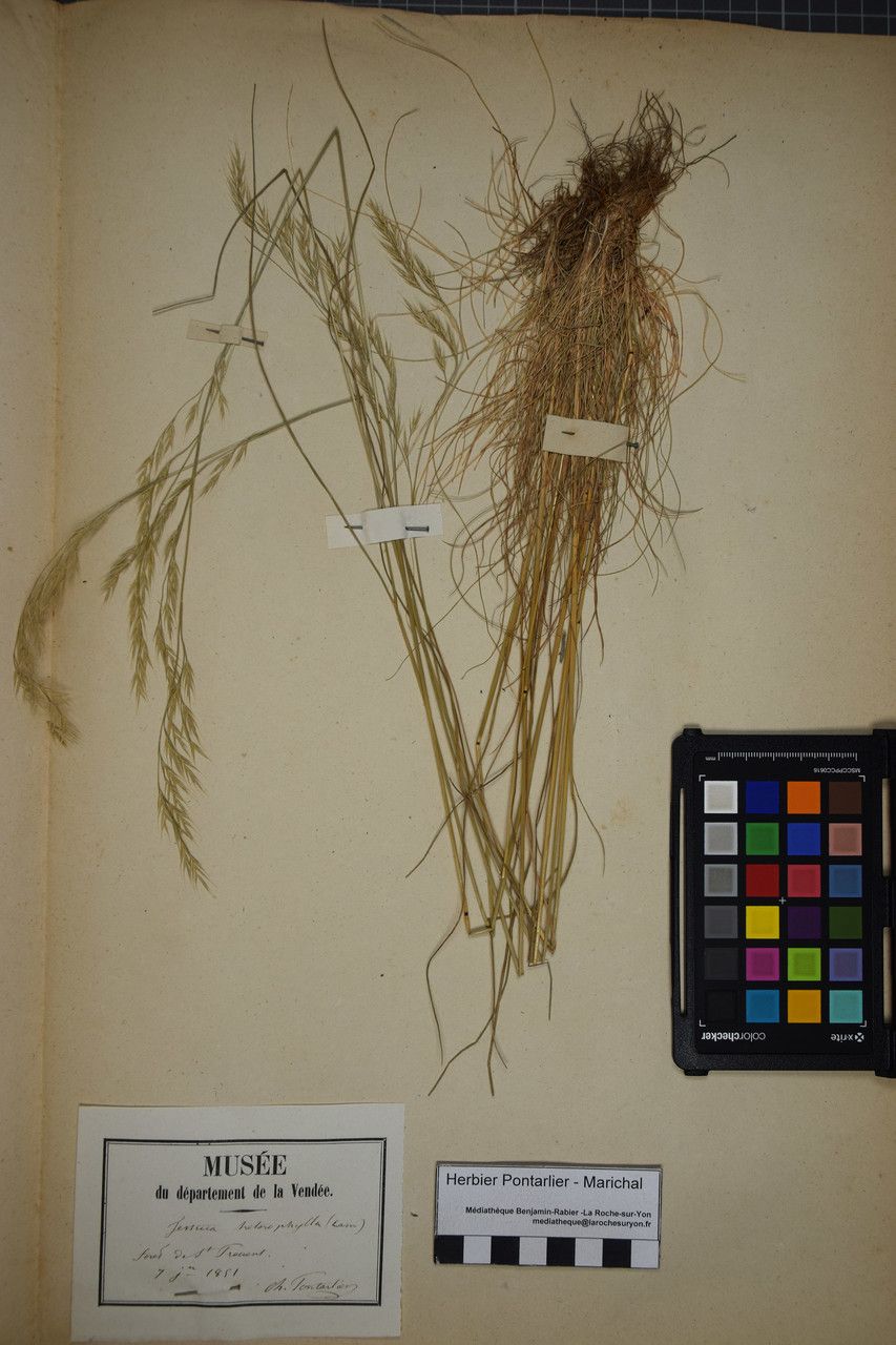 Festuca nigrescens other