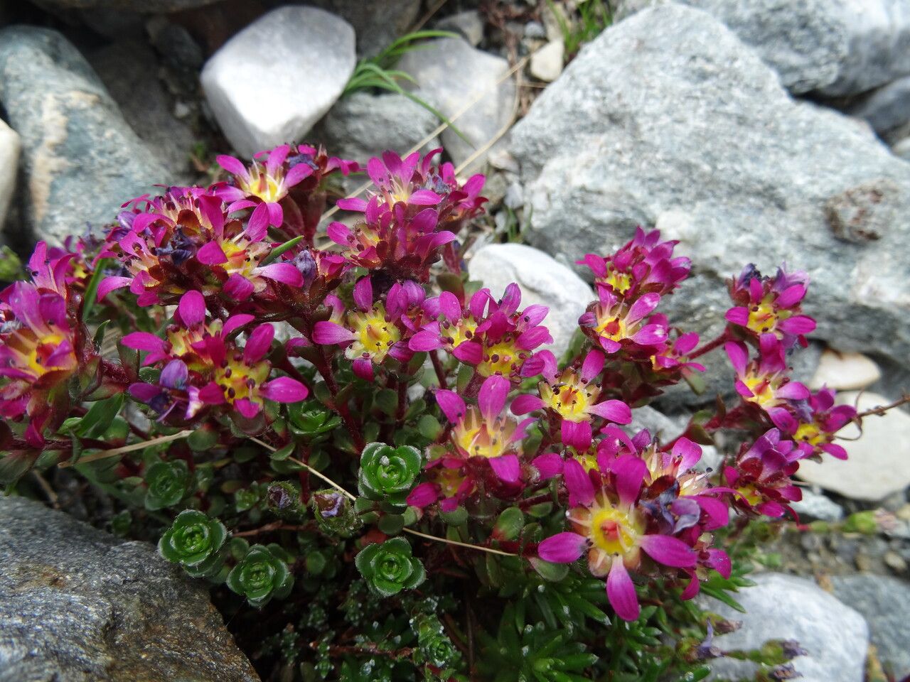 Saxifraga biflora flower