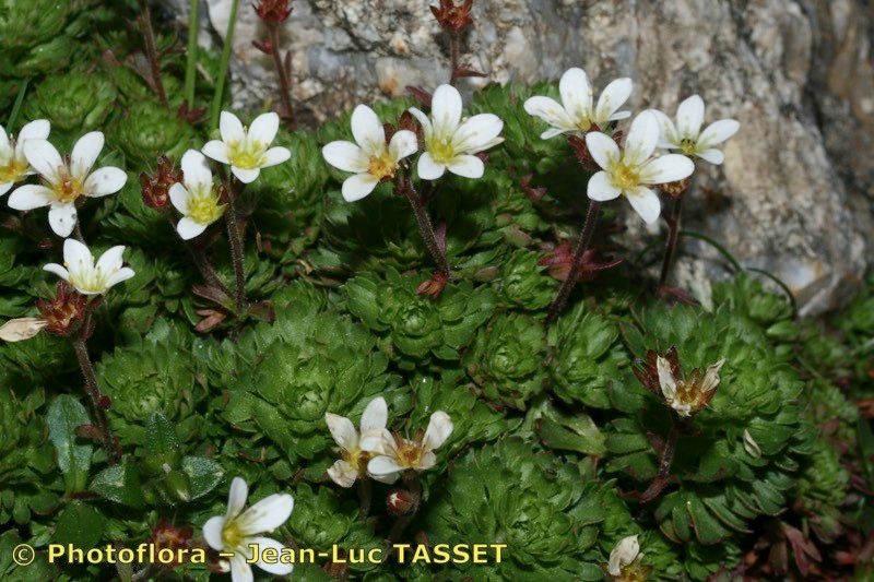 Saxifraga × obscura — houseplant care guide