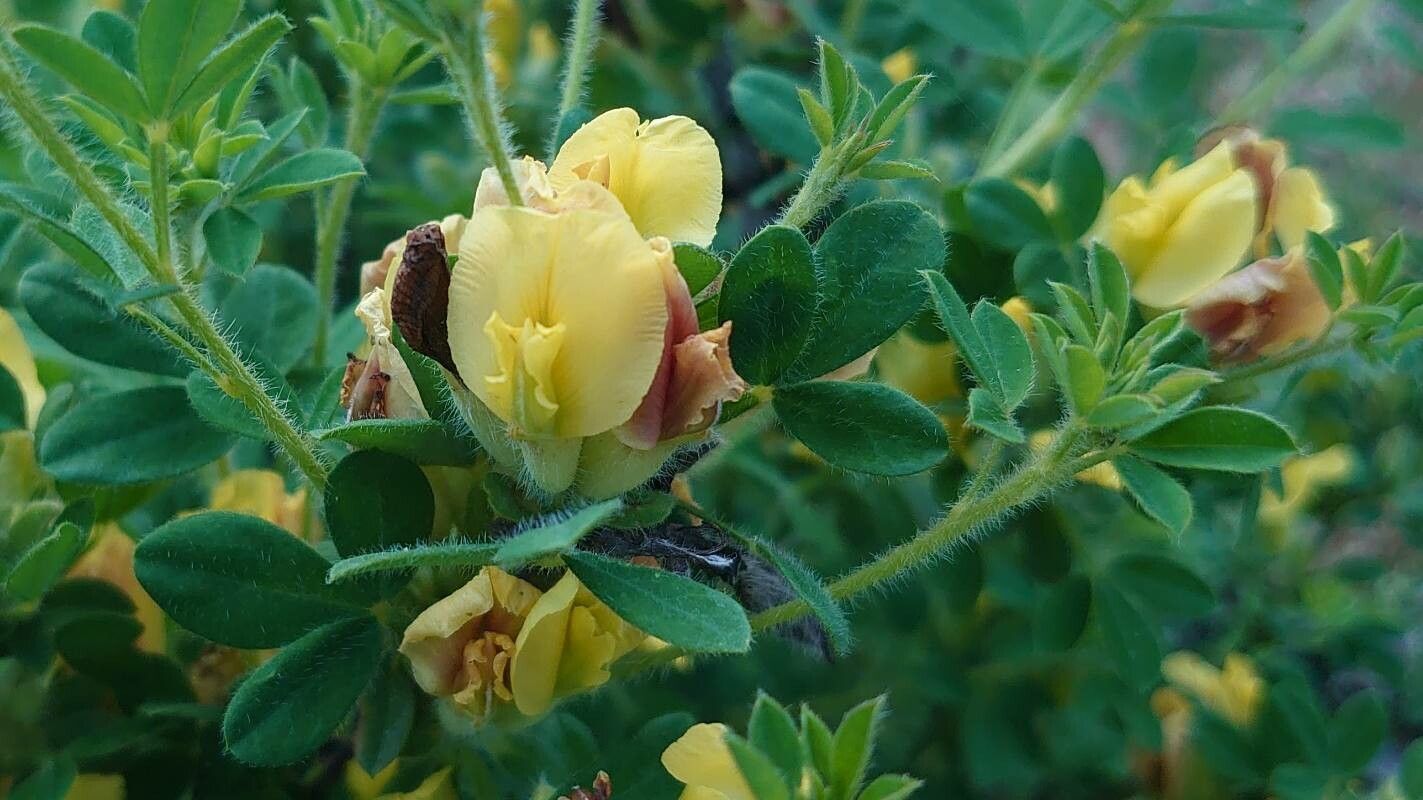 Cytisus hirsutus flower