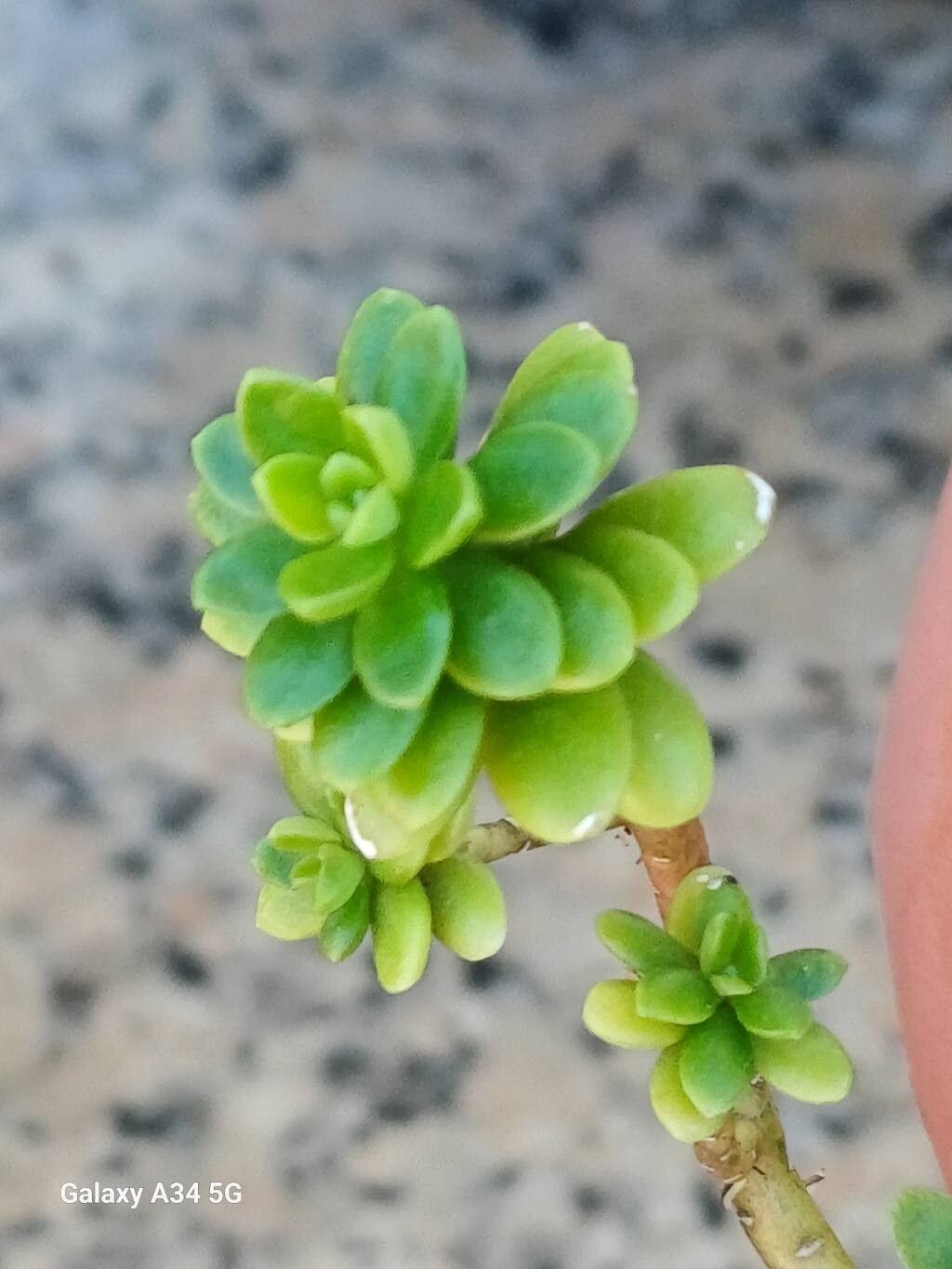 Sedum luteoviride leaf