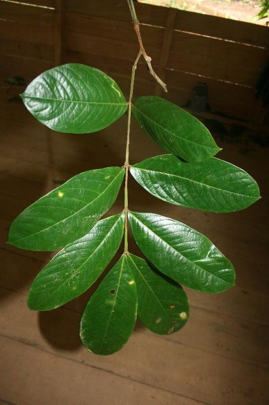 Inga ruiziana leaf