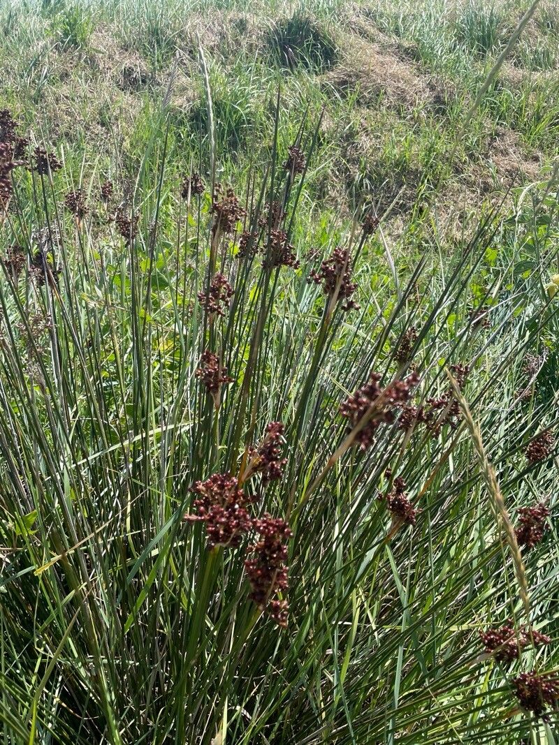Juncus littoralis — search result for 'Juncus'