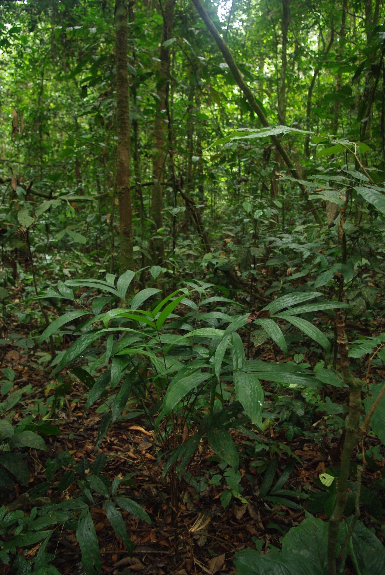 Laccosperma opacum habit