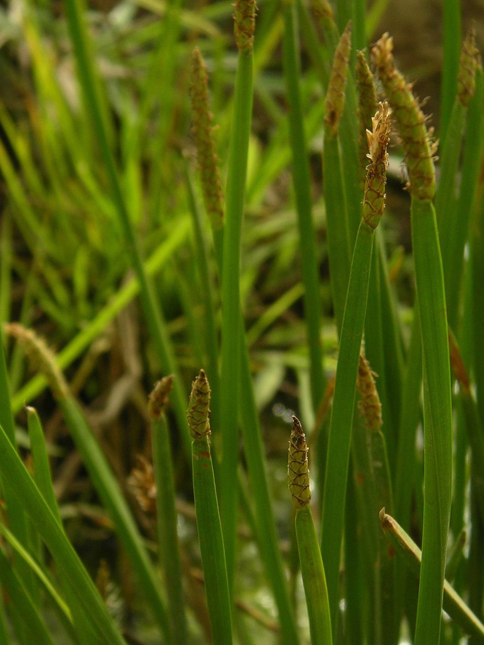 Eleocharis decoriglumis — search result for 'Eleocharis'