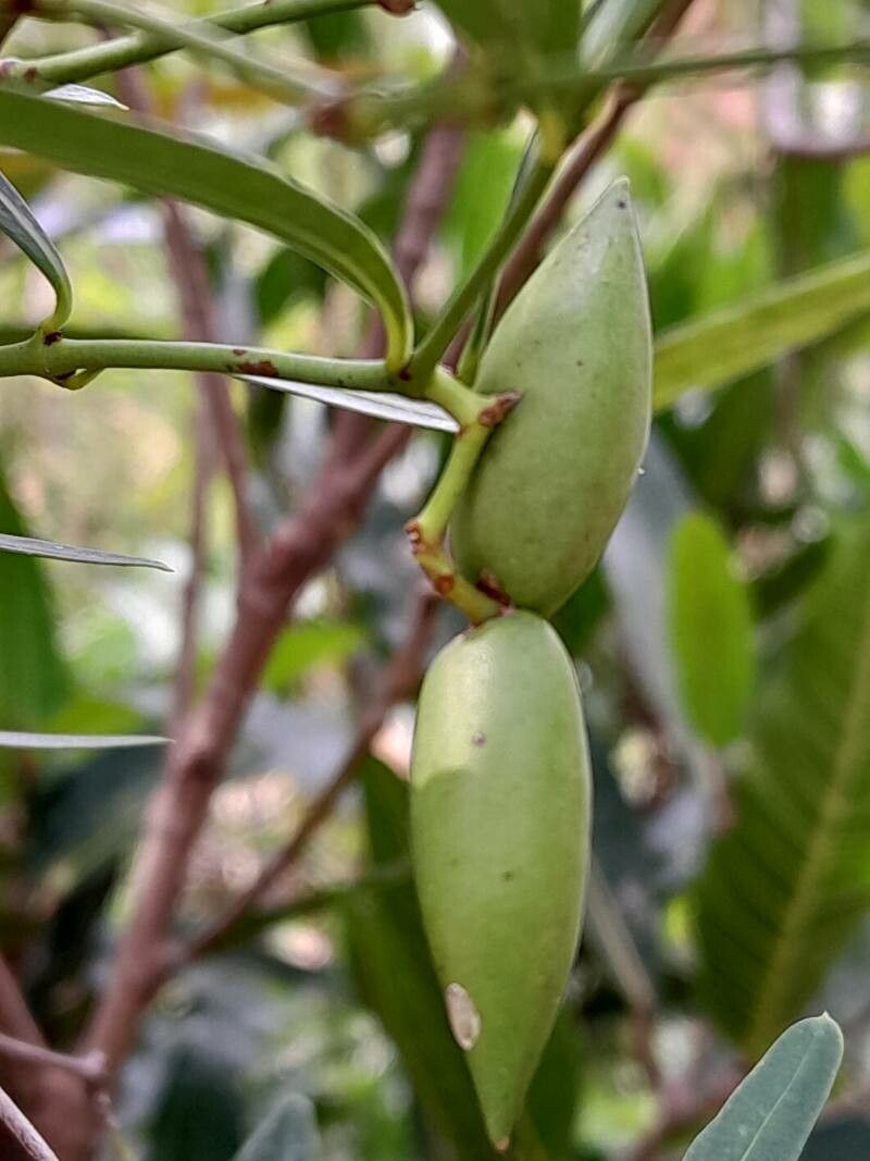 Secamone ligustrifolia fruit