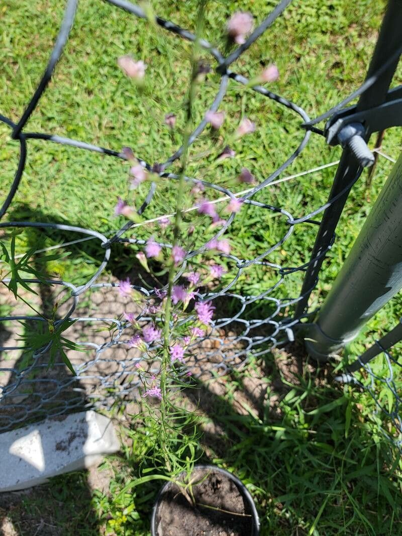 Liatris gracilis — search result for 'Liatris'