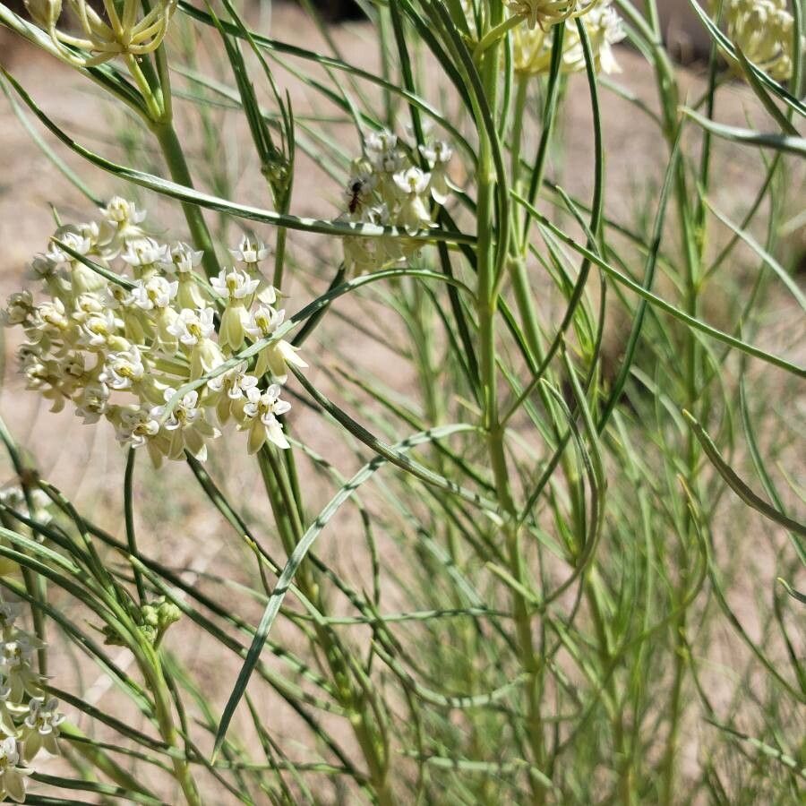 Asclepias subverticillata flower