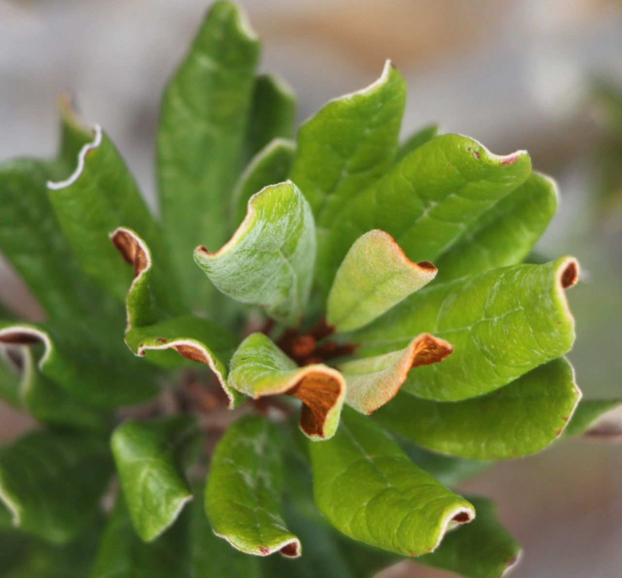 Argophyllum grunowii — related species from the same genus