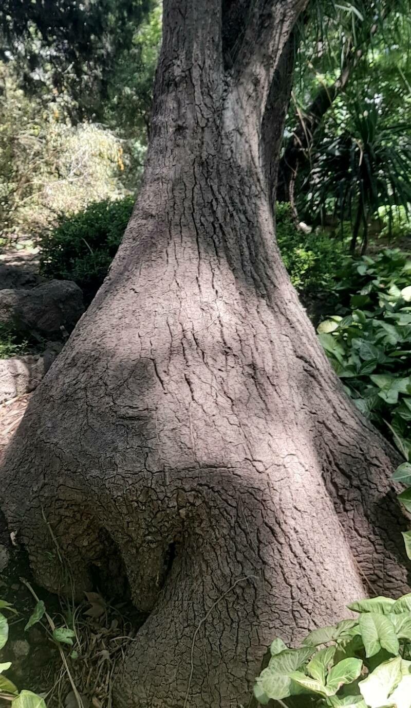 Nolina longifolia bark