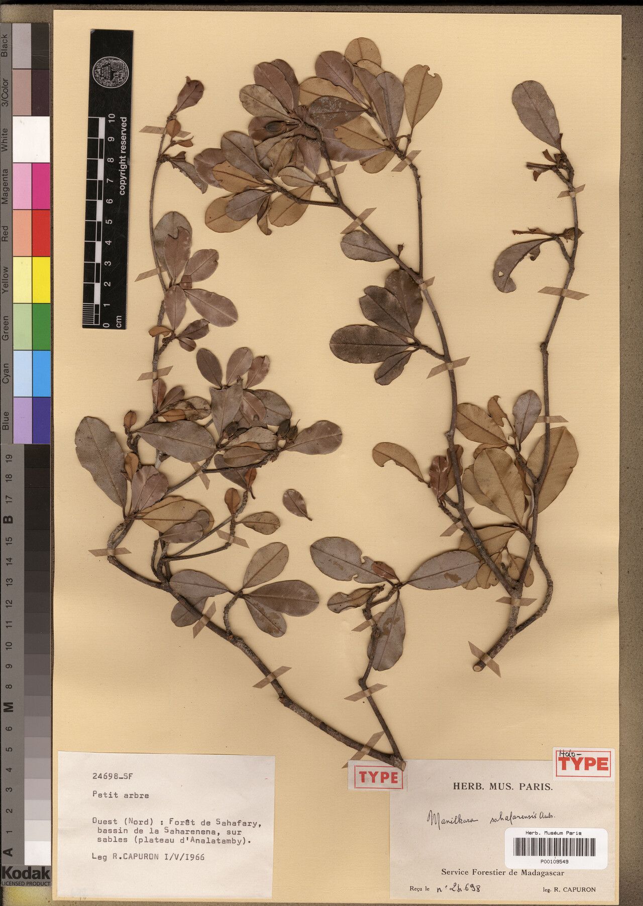 Manilkara sahafarensis — houseplant care guide