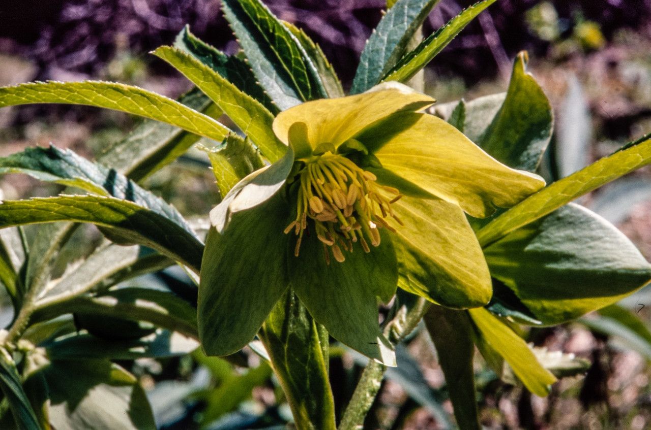 Helleborus odorus flower