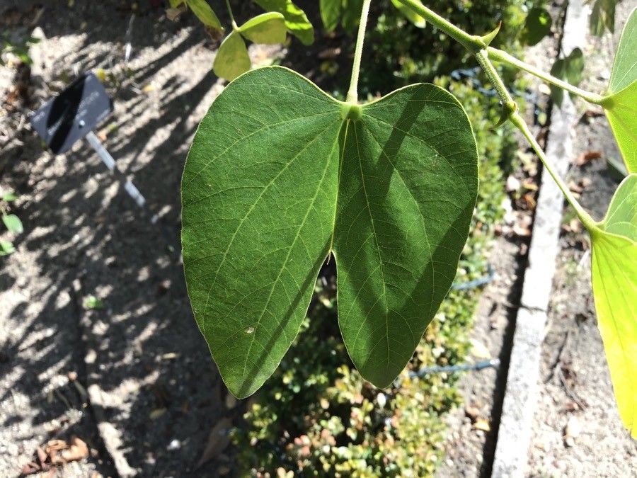 Bauhinia forficata — search result for 'Uruguay'