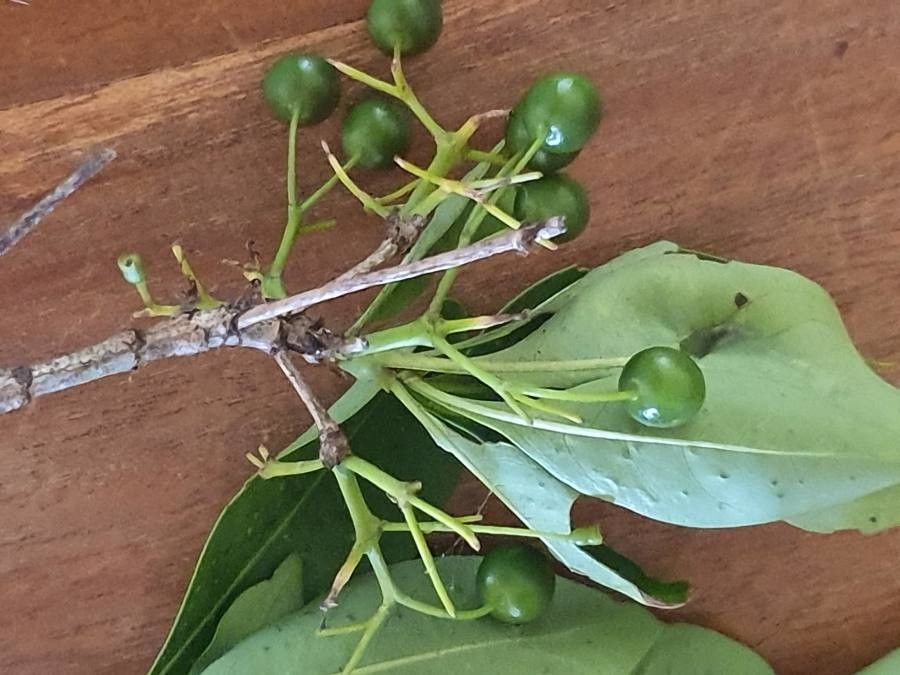 Coptosperma graveolens fruit