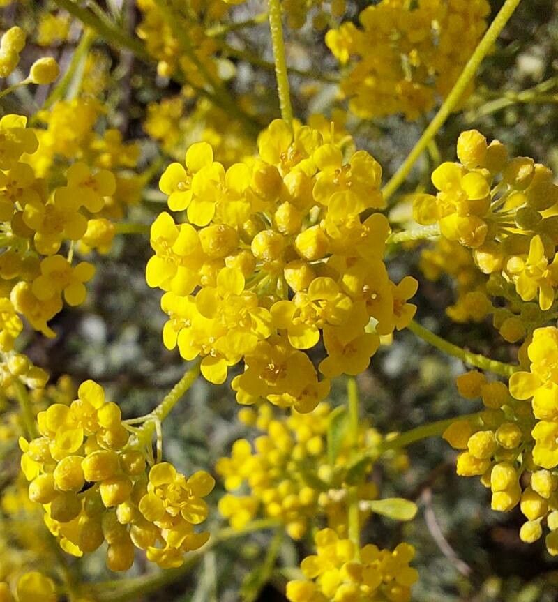 Odontarrhena corsica flower