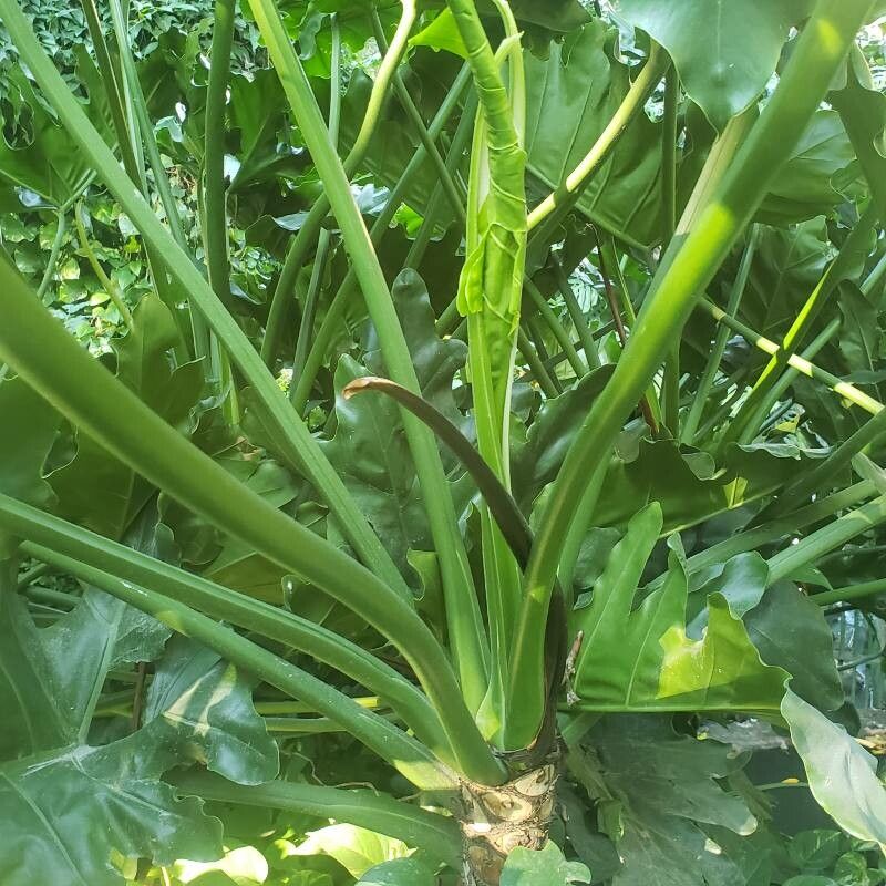 Thaumatophyllum undulatum bark