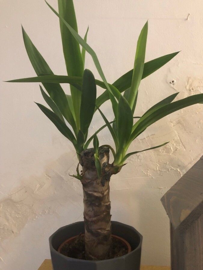 Yucca elephantipes leaf