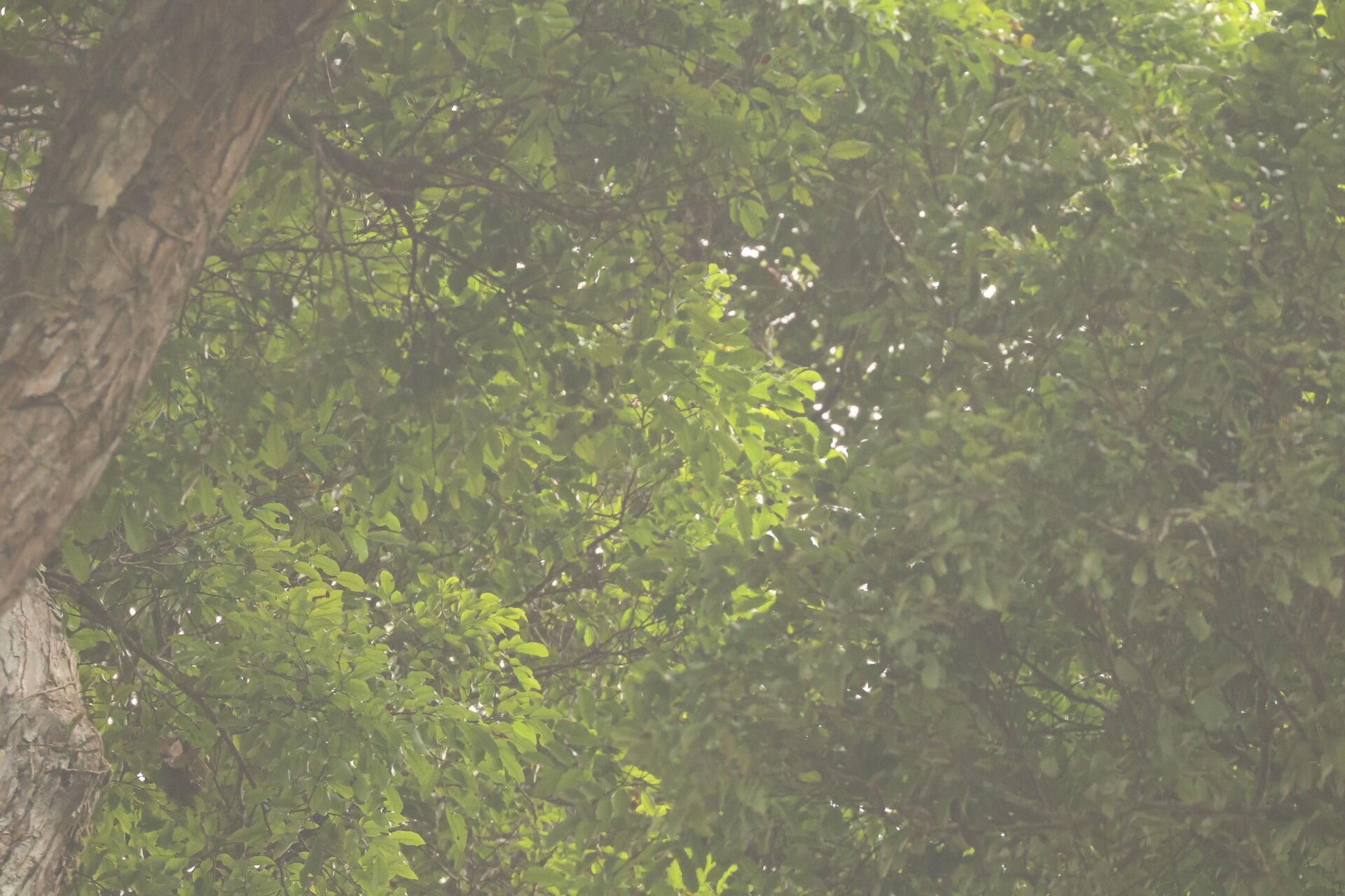 Pterocarpus tessmannii habit