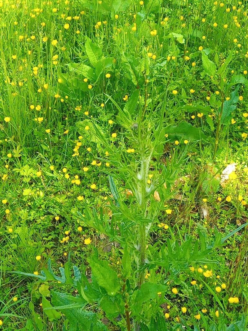Cirsium muticum — search result for 'Cirsium'