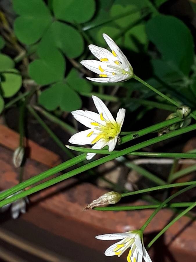 Nothoscordum bivalve flower