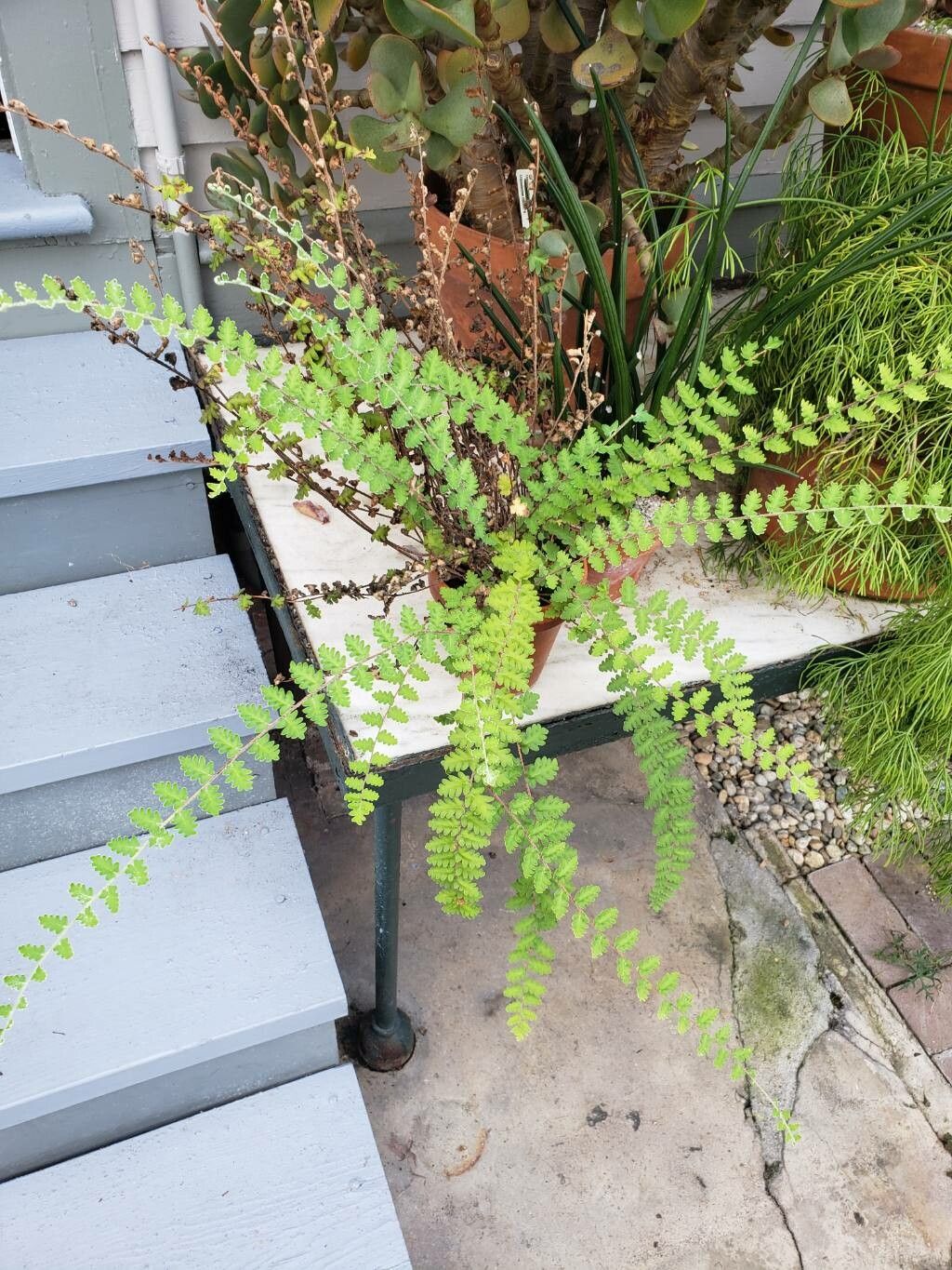 Hemionitis sinuata habit