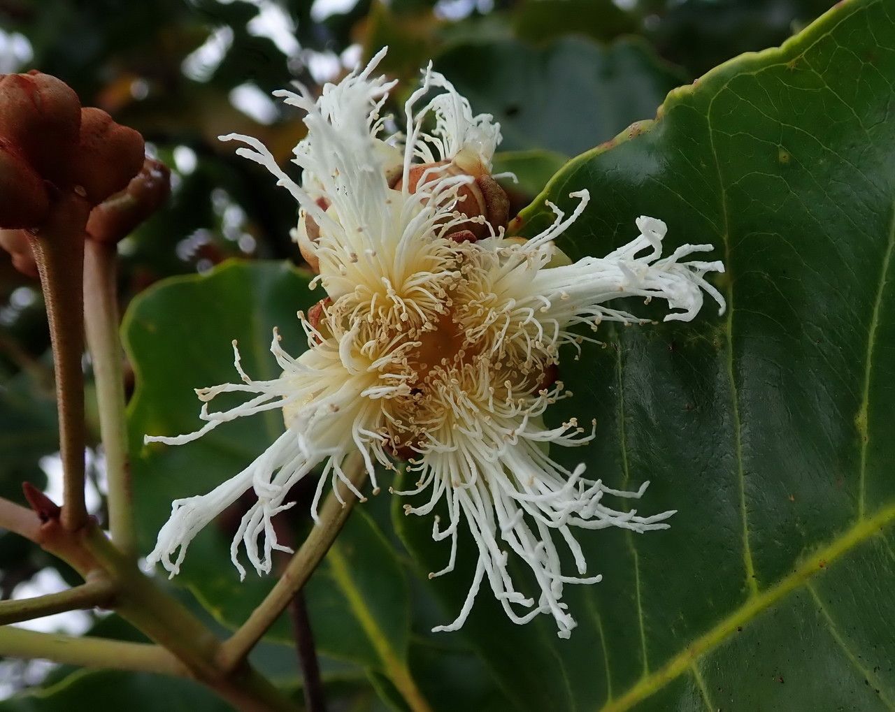 Arillastrum gummiferum flower