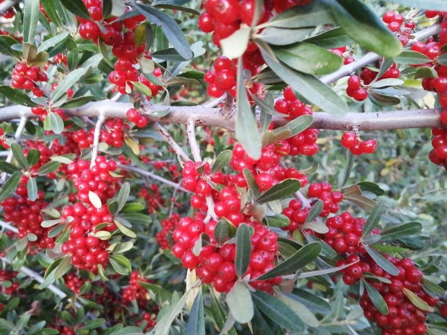 Shepherdia argentea fruit