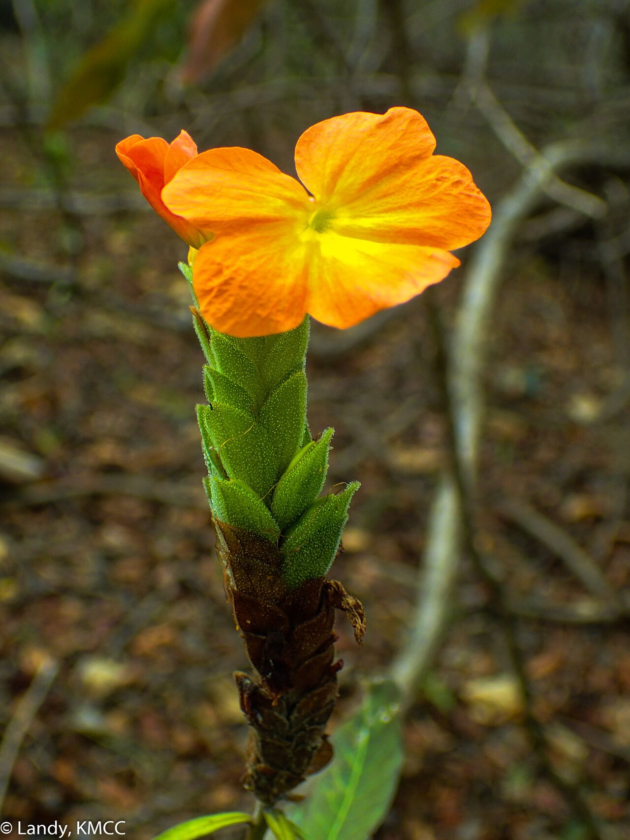 Crossandra quadridentata — search result for 'Crossandra'