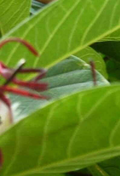 Guettarda splendens — houseplant care guide