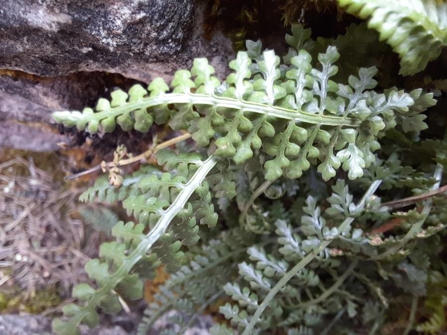 Asplenium fontanum — search result for 'Aspleniaceae'