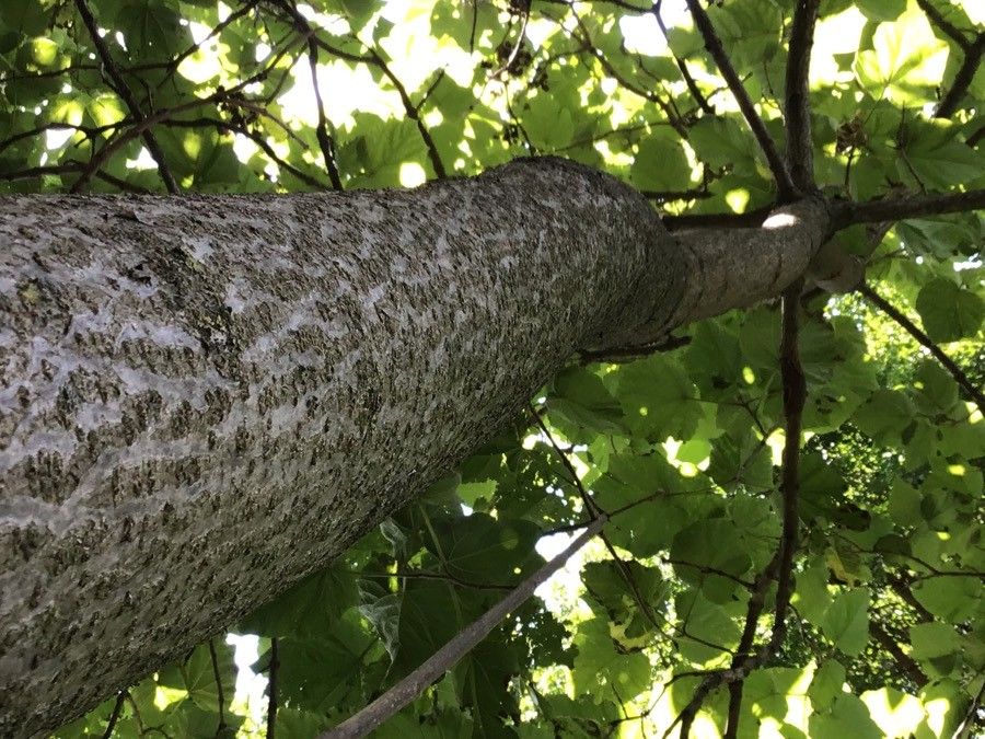 Paulownia kawakamii bark