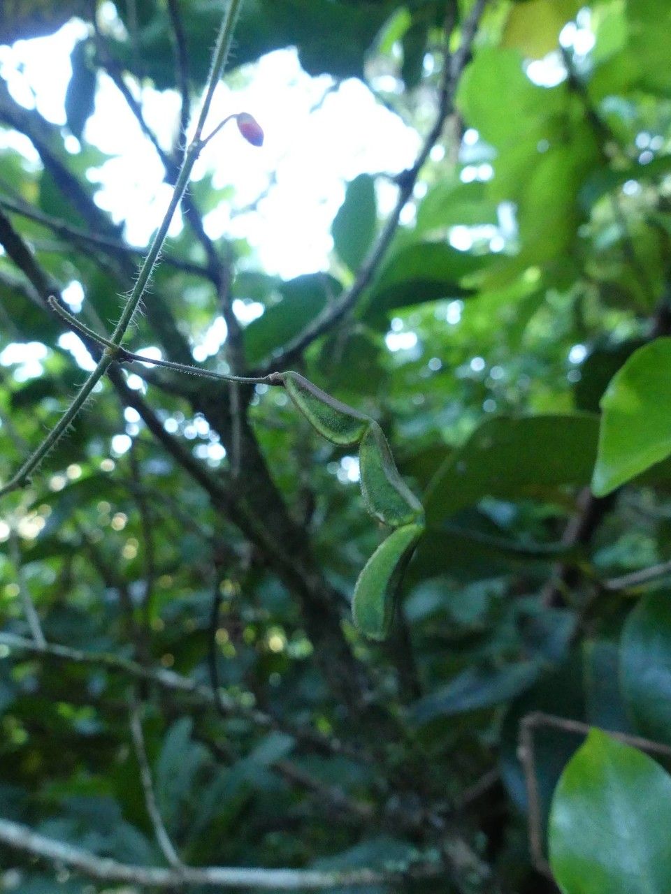 Hylodesmum repandum fruit