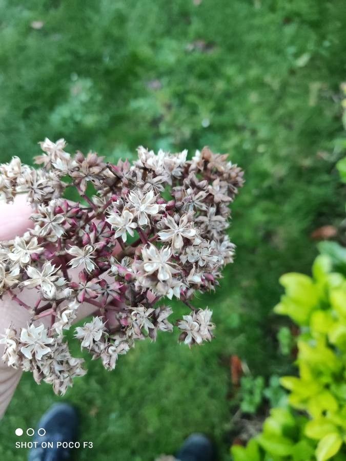 Tetradium daniellii flower