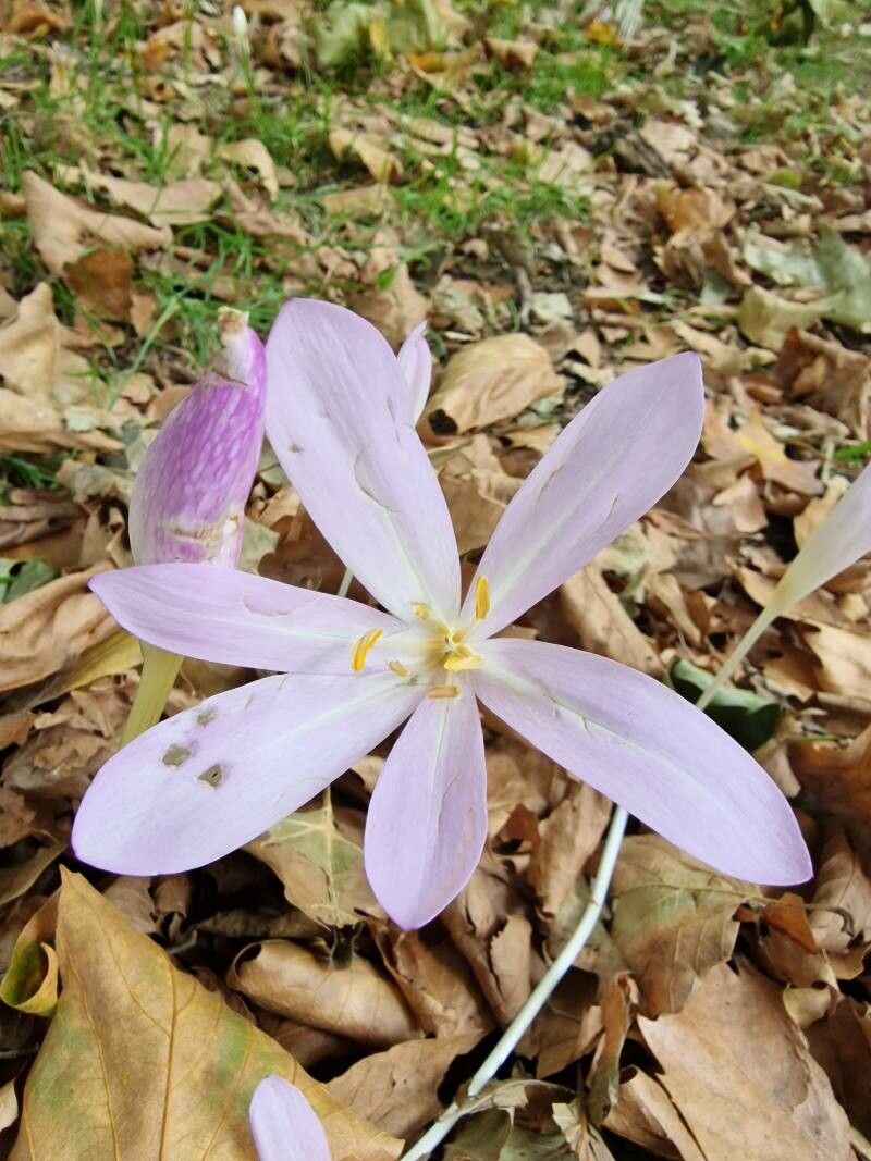 Colchicum lusitanum flower