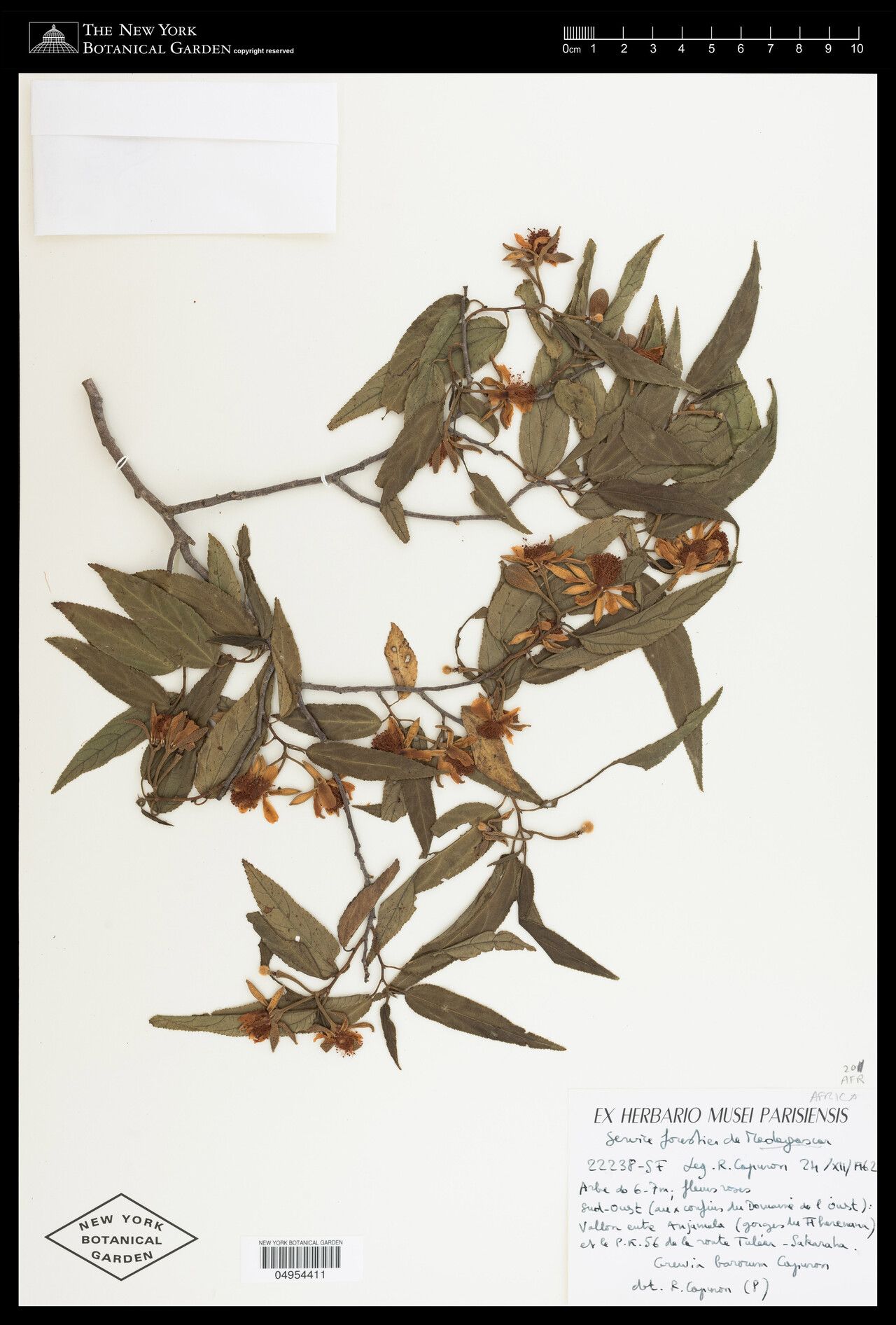 Grewia baronii — houseplant care guide