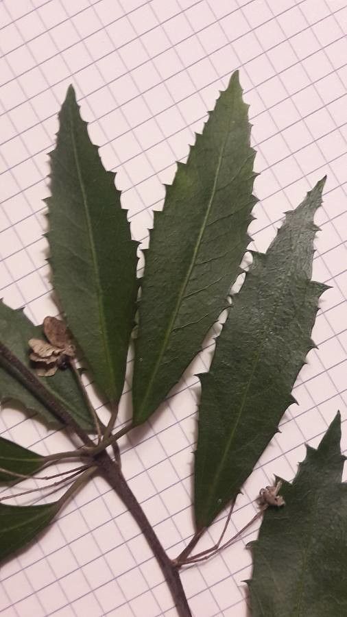 Hoheria angustifolia — houseplant care guide