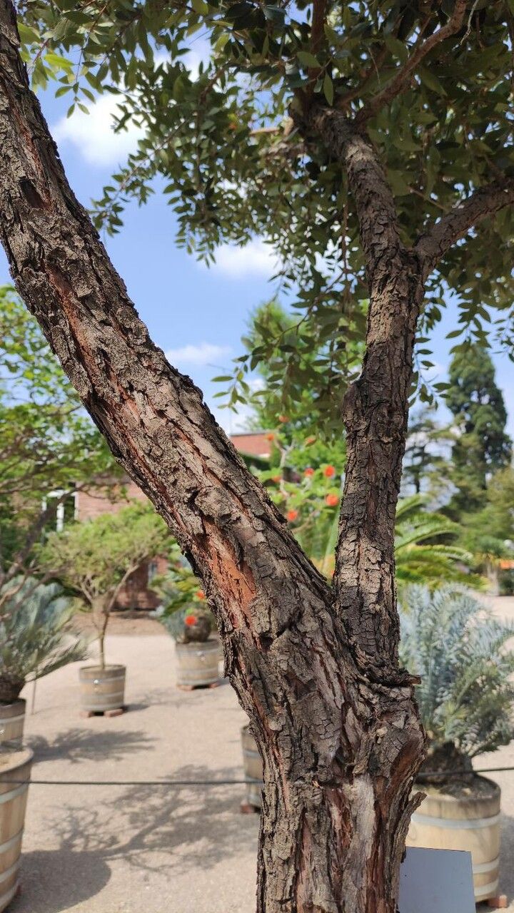Metrosideros robusta bark