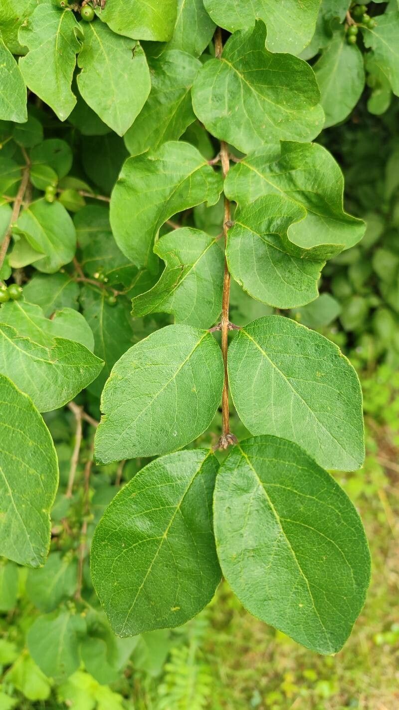 Lonicera iberica — search result for 'Lonicera'