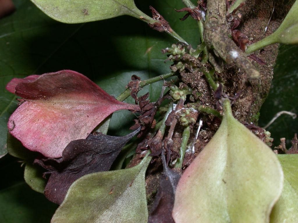 Paullinia pterocarpa fruit