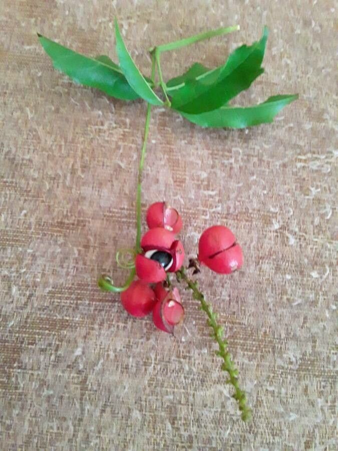 Paullinia cupana fruit