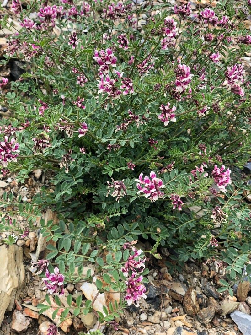 Hosackia stipularis flower