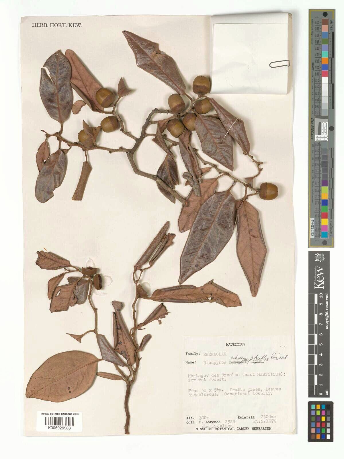 Diospyros chrysophyllos — houseplant care guide