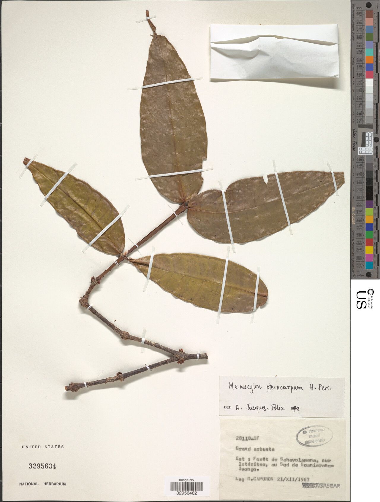 Memecylon pterocarpum — houseplant care guide